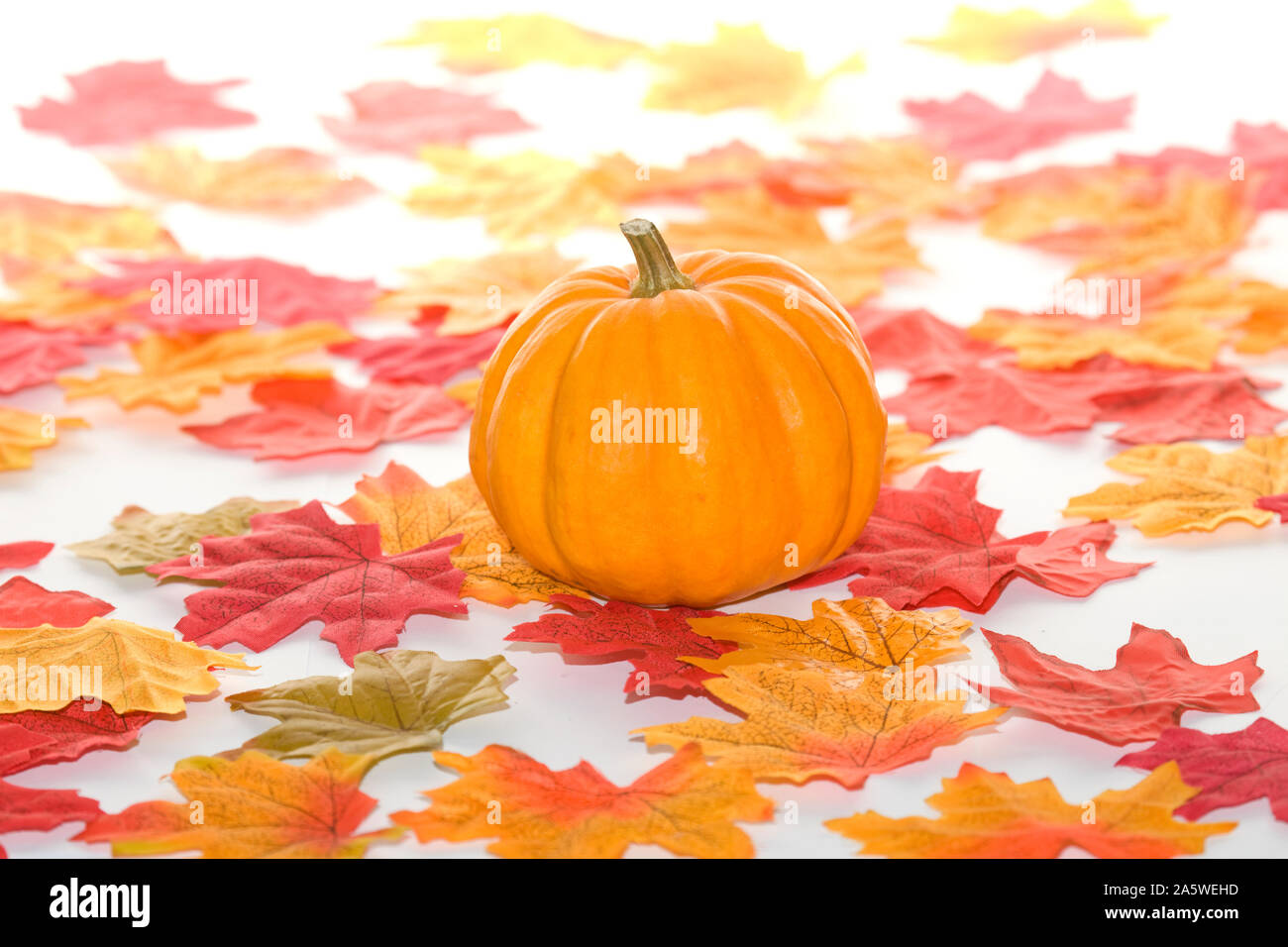 Single whole pumpkin with bright coloured leaves Stock Photo