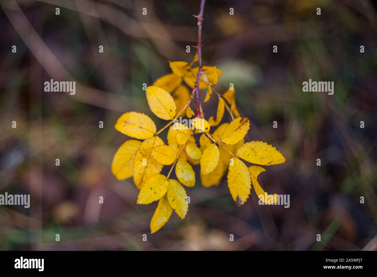 Autumn in the park: golden birch tree leaves in the sunlight Stock ...