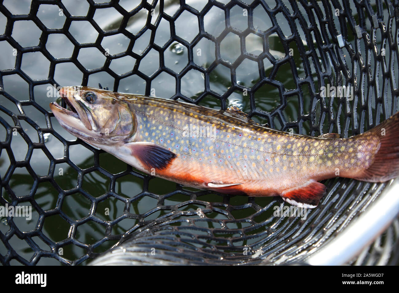 Male brook trout with spawning colors in a landing net Stock Photo