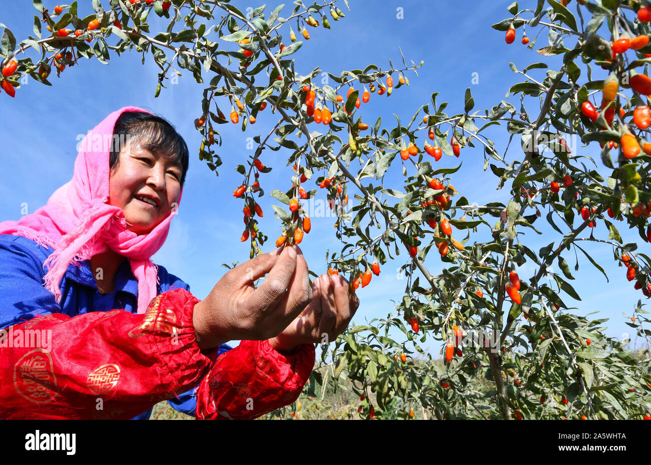 Gansu, Gansu, China. 23rd Oct, 2019. GansuÃ¯Â¼Å'CHINA-On October 22, 2019, farmers were drying and harvesting Lycium barbarum in the ''Poverty Alleviation Workshop'' of Miaojiabu Village, Anyang Township, Ganzhou District, Zhangye, Gansu Province. In recent days, Miao Jiabu Village, Anyang Township, Zhangye Ganzhou District, Gansu Province, located in the northern foot of Qilian Mountain, Gansu Province, planted 2000 mu of organic Lycium barbarum on the sloping land without pollution under Qilian Mountains. At present, organic Lycium barbarum has achieved a bumper harvest in the seventh ha Stock Photo