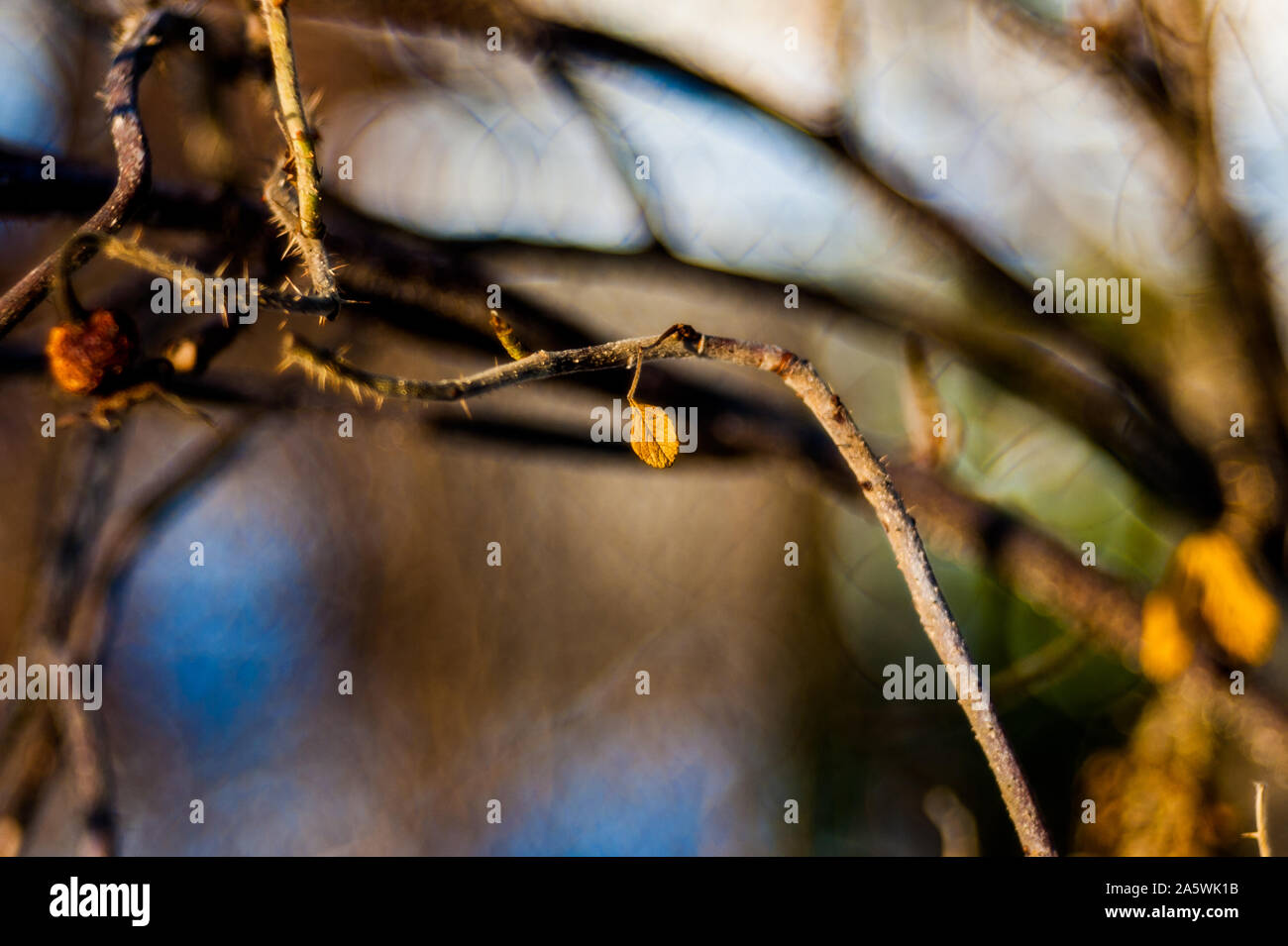 Autumn in the park: golden birch tree leaves in the sunlight Stock ...