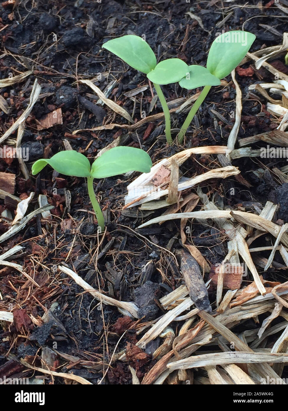 Growing melon in a pot plant Stock Photo Alamy