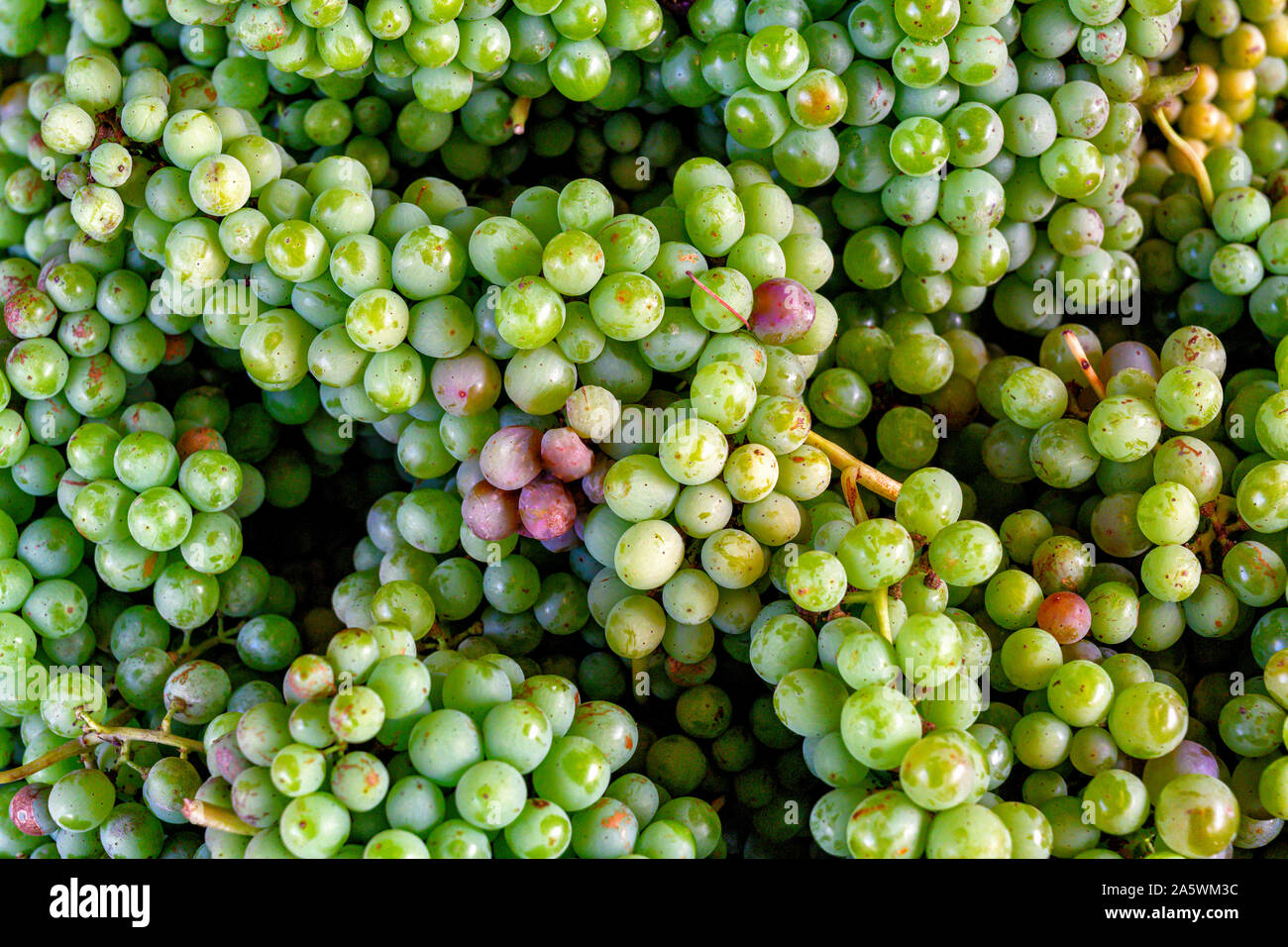 Sour grapes hires stock photography and images Alamy