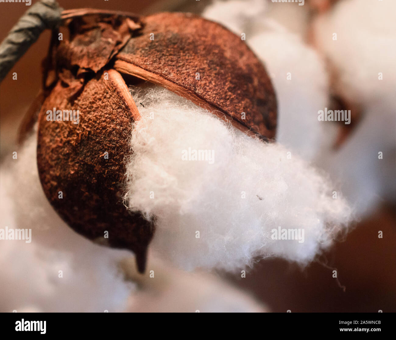 Closeup of Cotton Pod Flower Stock Photo