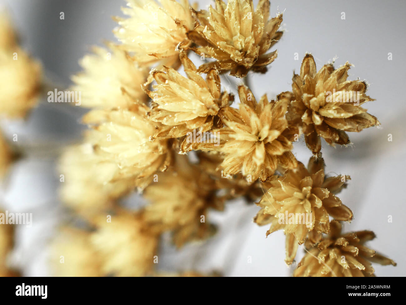 Close up of dried white wildflowers isolated on silver background Stock Photo