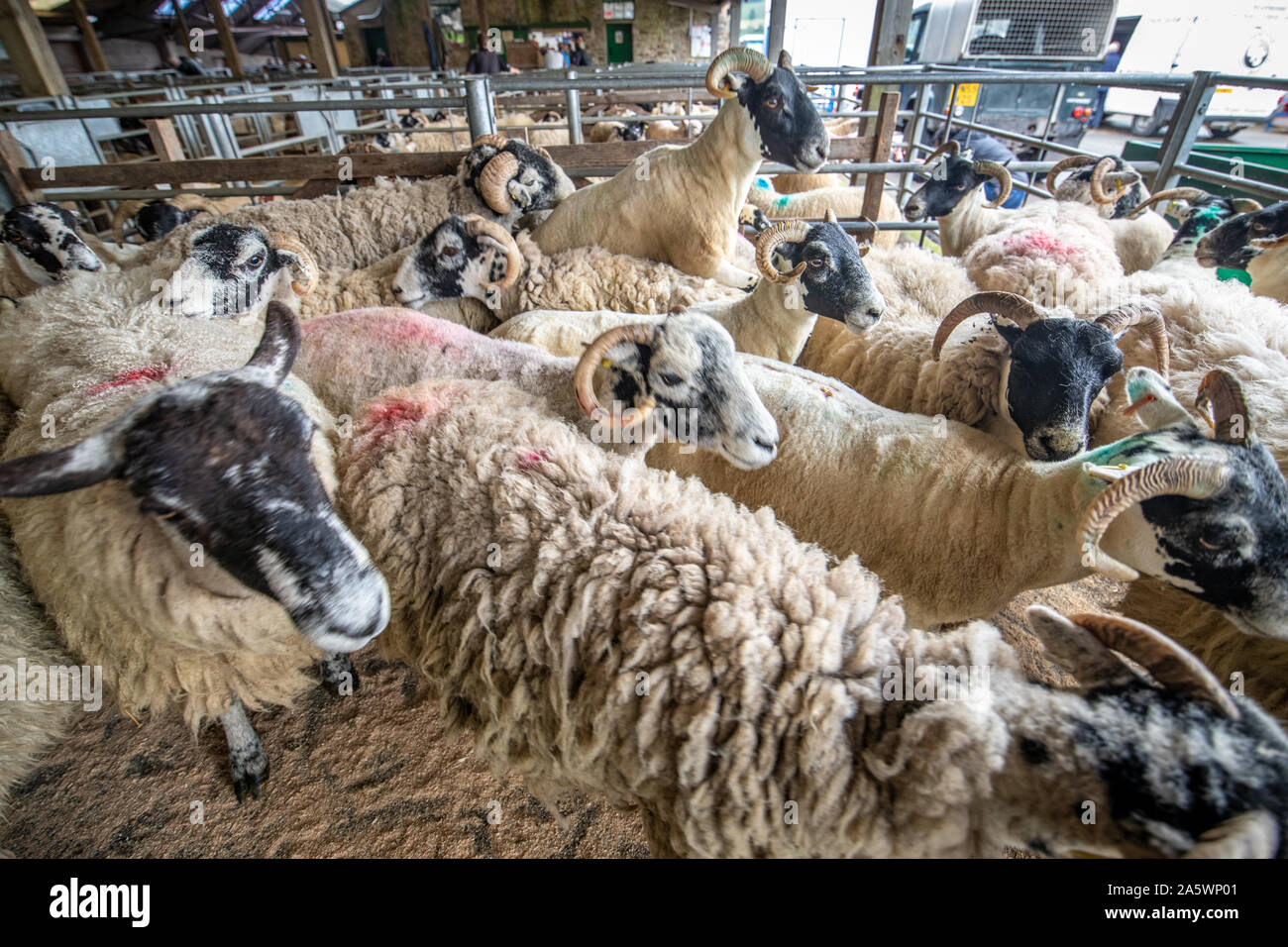 Sheep gathered to be sold at auction, Hawes, Yorkshire, UK Stock Photo ...