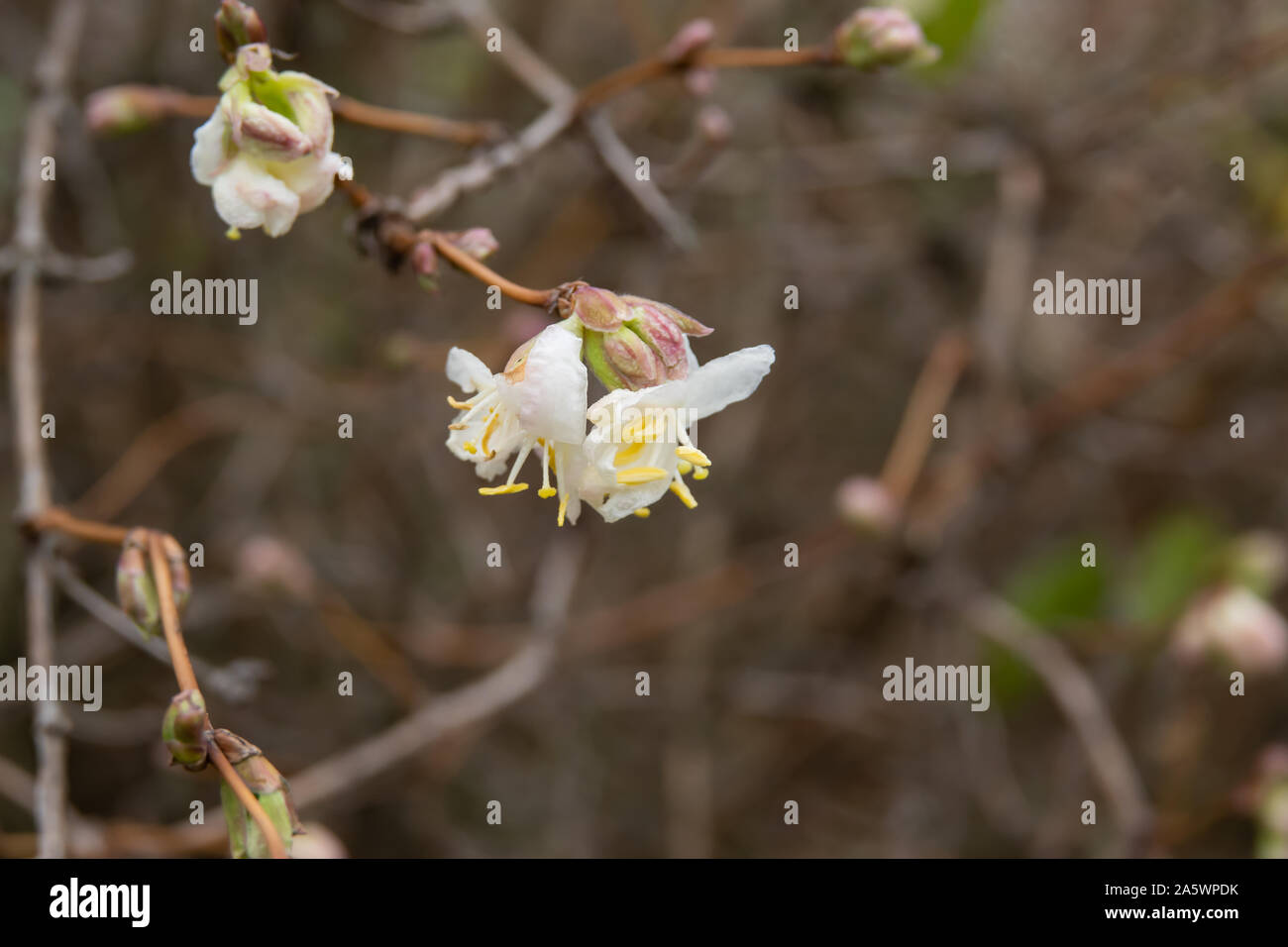 Lonicera fragrantissima winter hires stock photography and images Alamy