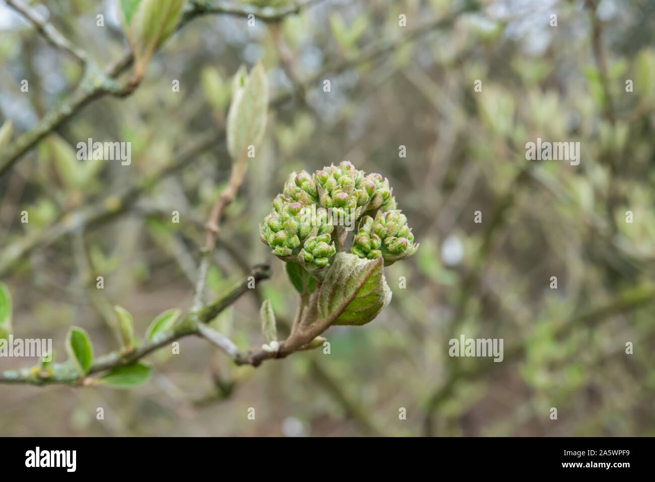 Fragrant Snowball Flower Buds in Winter Stock Photo