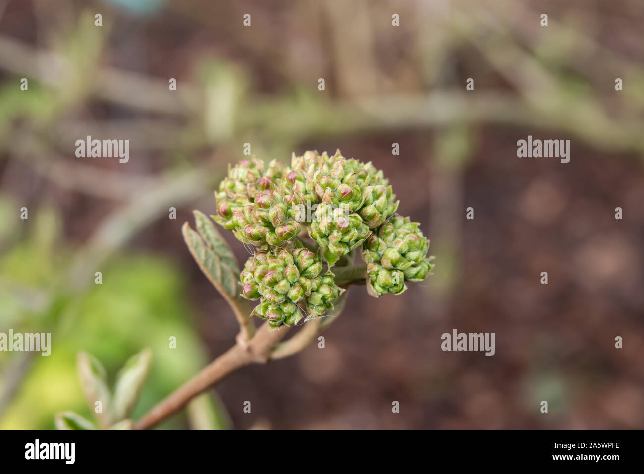 Fragrant snowball winter hires stock photography and images Alamy