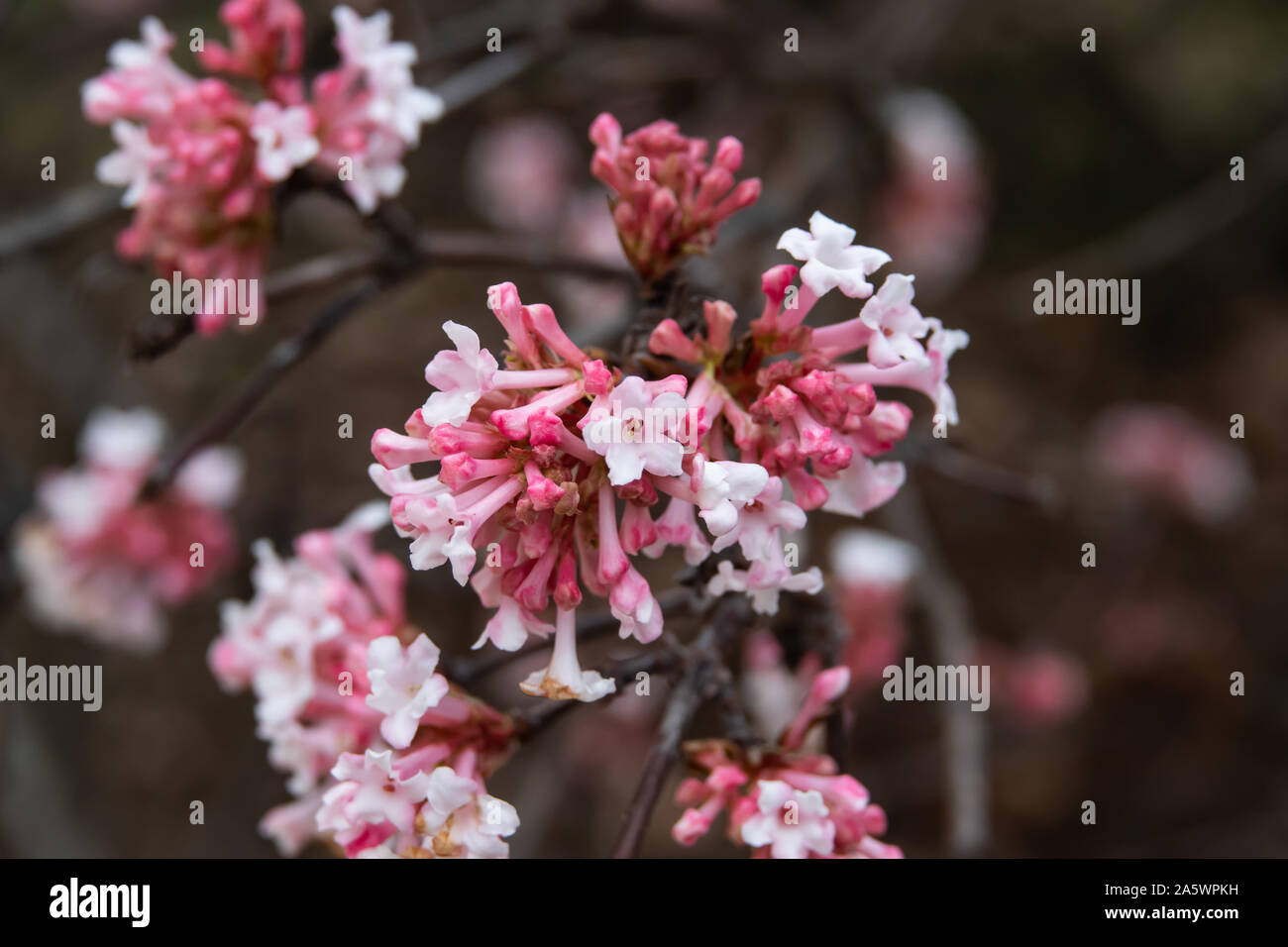 Fragrant Viburnum Flowers in Bloom in Winter Stock Photo Alamy