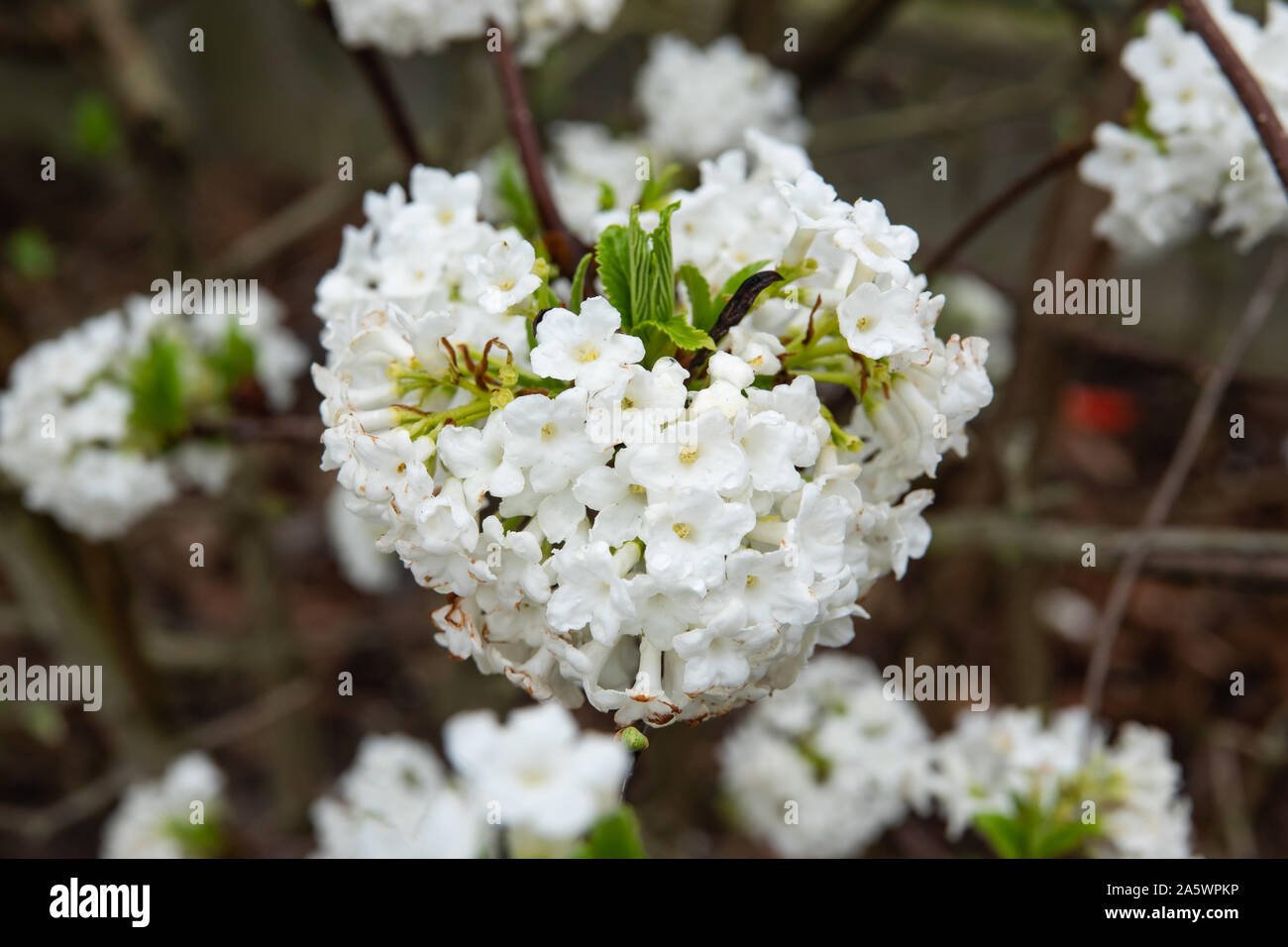 Fragrant Viburnum Flowers in Bloom in Winter Stock Photo Alamy