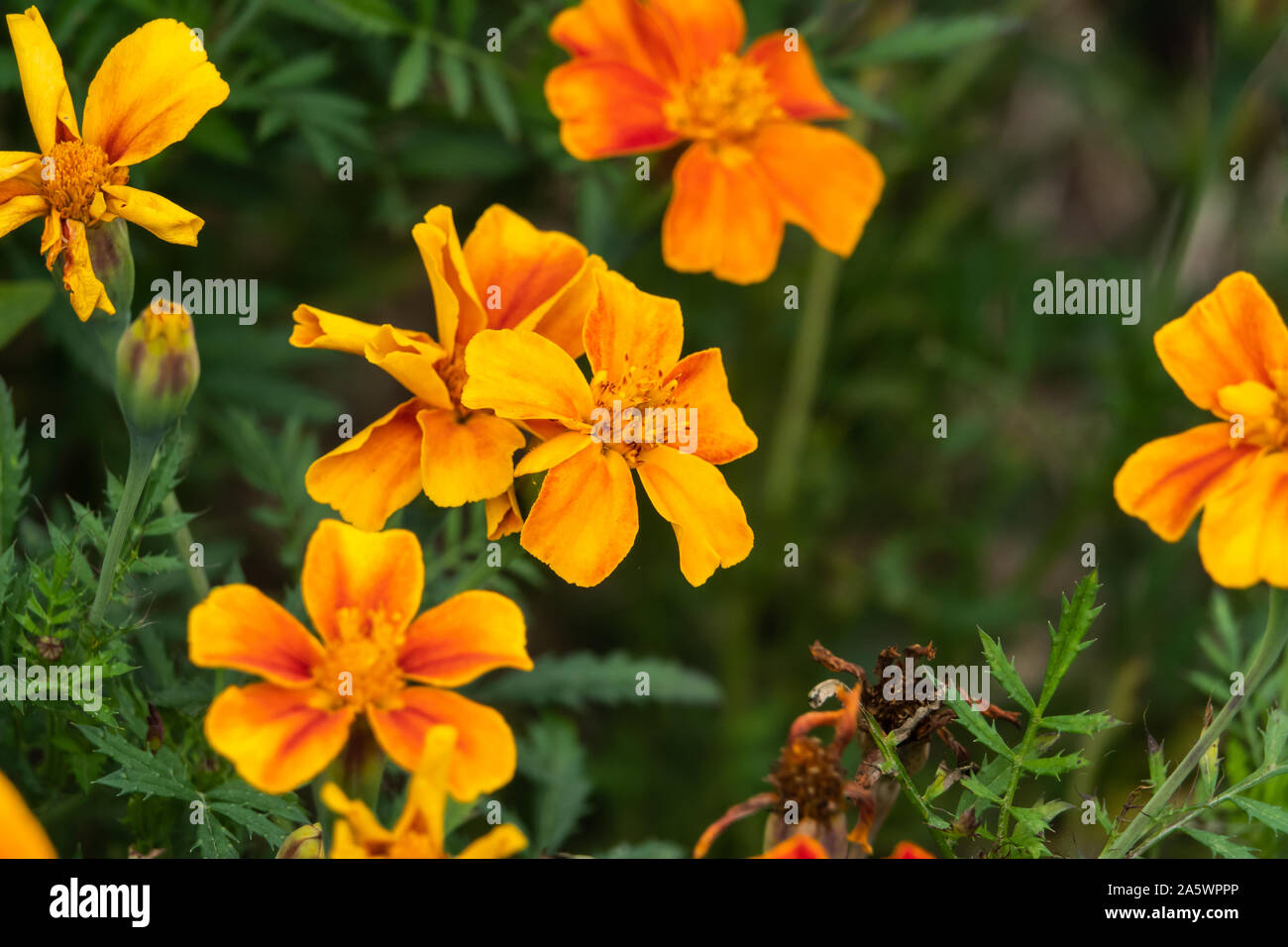 French Marigold Flowers in Bloom Stock Photo