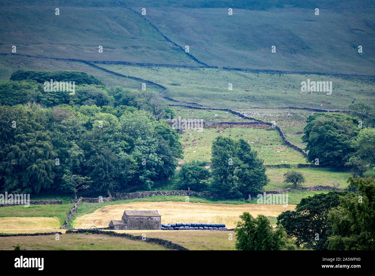Livestock grazing in fields, Hawes, Yorkshire, UK Stock Photo Alamy