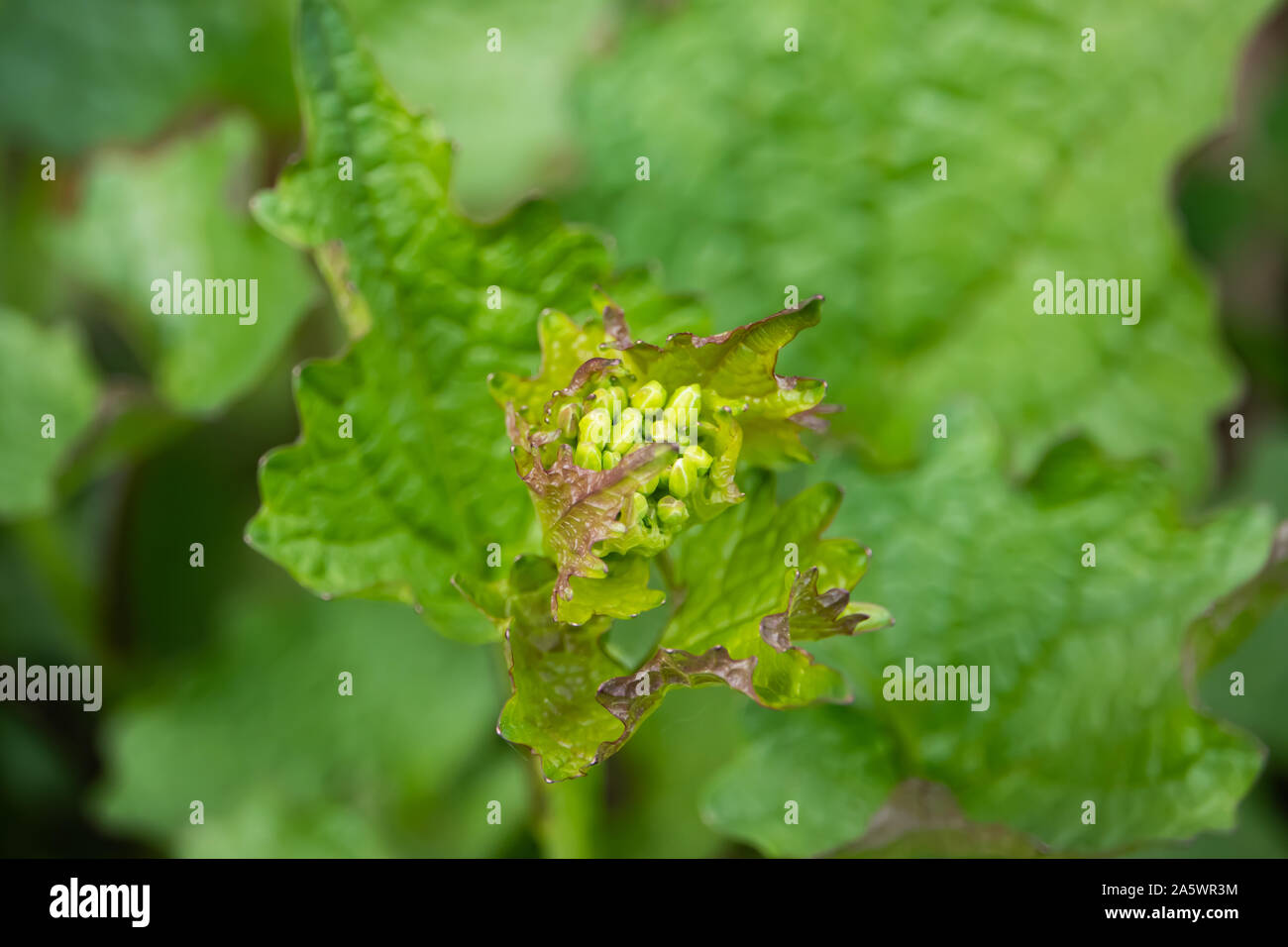 Garlic Mustard Flower Buds in Springtime Stock Photo Alamy