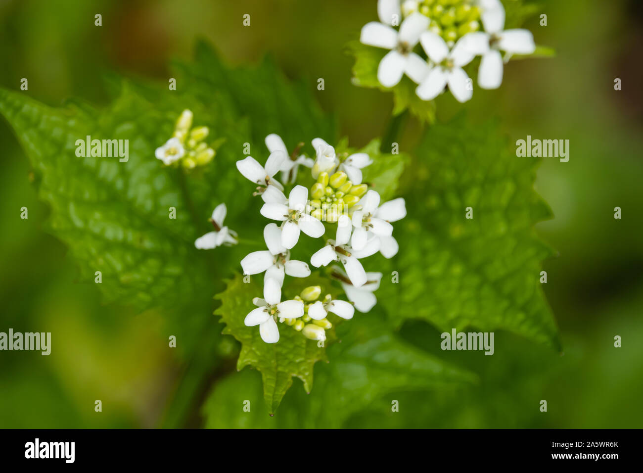 Garlic Mustard Flowers in Bloom in Springtime Stock Photo Alamy