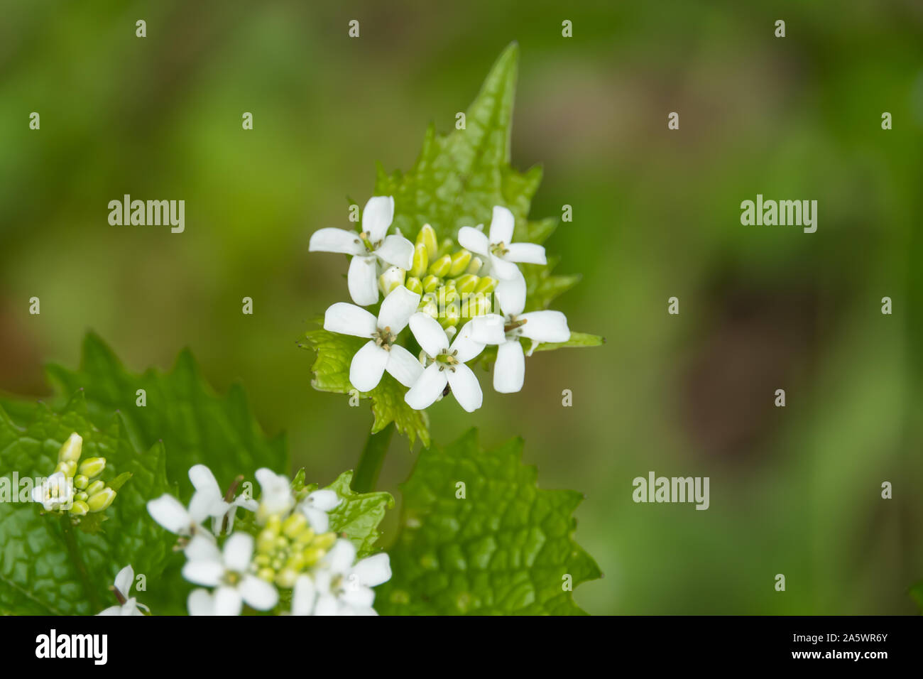 Garlic Mustard Plant High Resolution Stock Photography and Images Alamy
