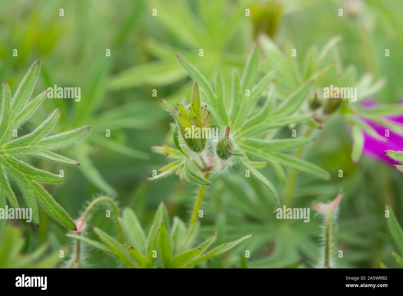 Hair growth pattern hi-res stock photography and images - Alamy