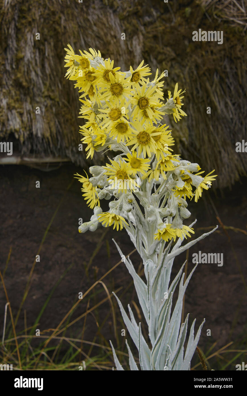 Senecio Niveoaureus Growing In The p ramo Highlands Near Chimborazo 