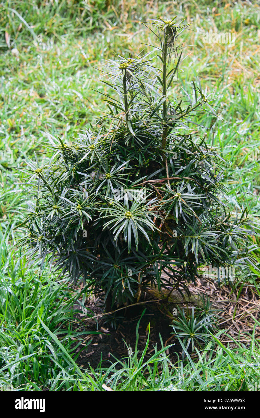 Podocarpus tree growing in the 'páramo' highlands near Chimborazo, Urbina, Ecuador Stock Photo