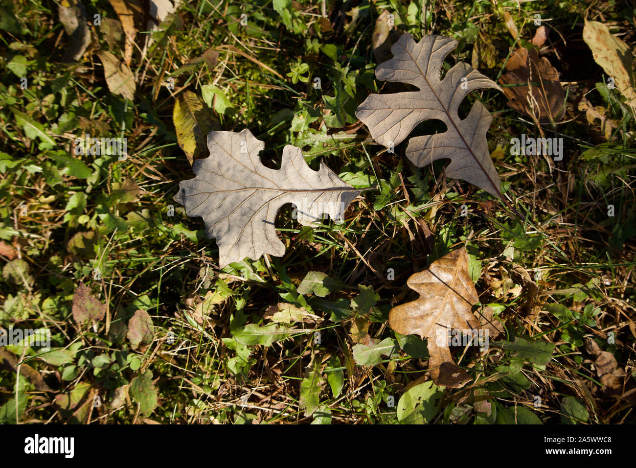 Close up texture background of brown fallen oak leaves on the ground in ...