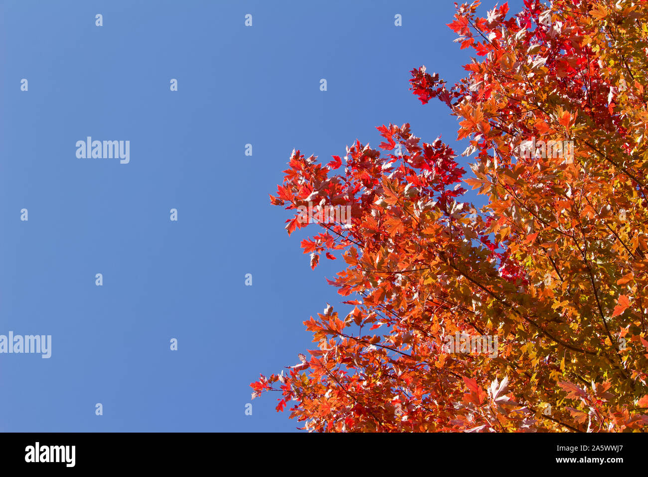Upward view of maple tree tops with red and yellow autumn color leaves ...