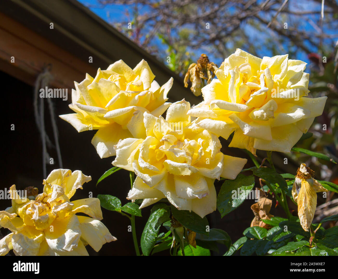 Japanese Tea Roses Award winning Japanese bred