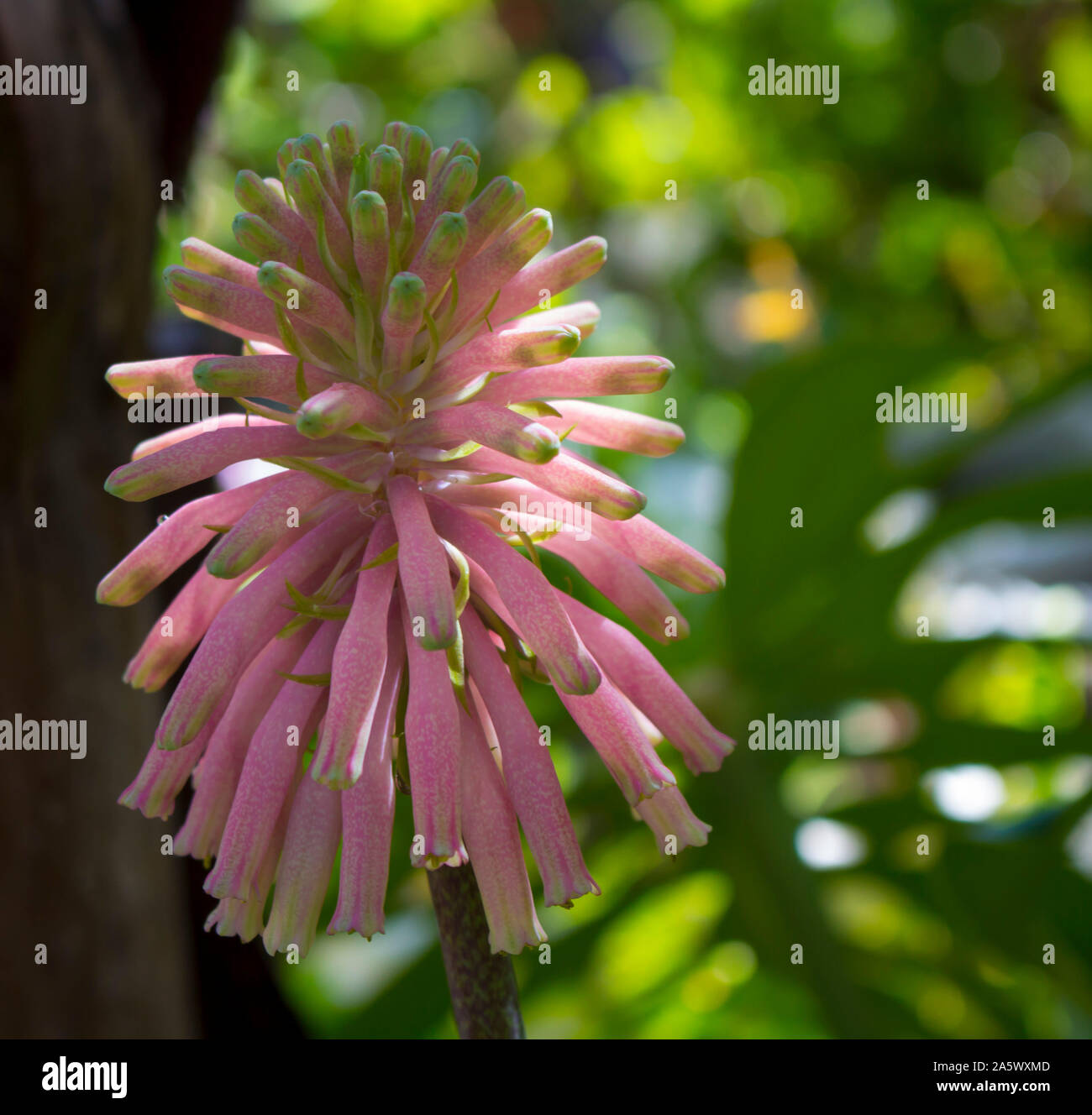 Beautiful unusual and dainty tubular Lily of the Veldt vallelonga species in beautiful long lasting pink flower in spring adds pretty tropical charm . Stock Photo