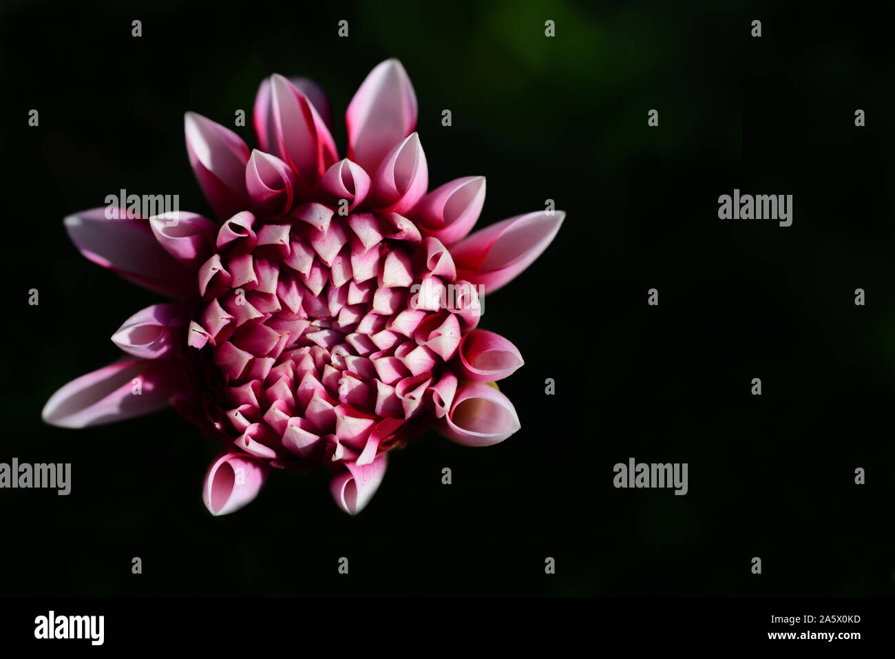 Close-up of a pink blossomed dahlia flower against dark background with ...