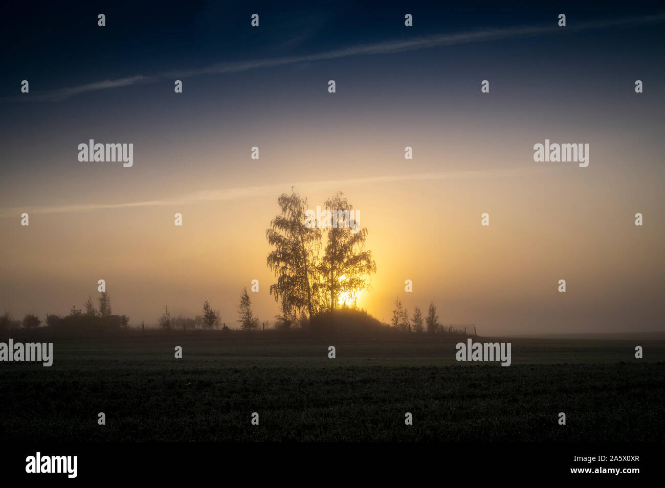 Early morning landscape with sunrise on the field. Distant tree ...