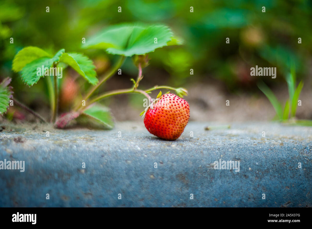 Closeup three ripes strawberry Fragaria viridis on the bush. Strawberry with green blurred leaves outdoors Stock Photo
