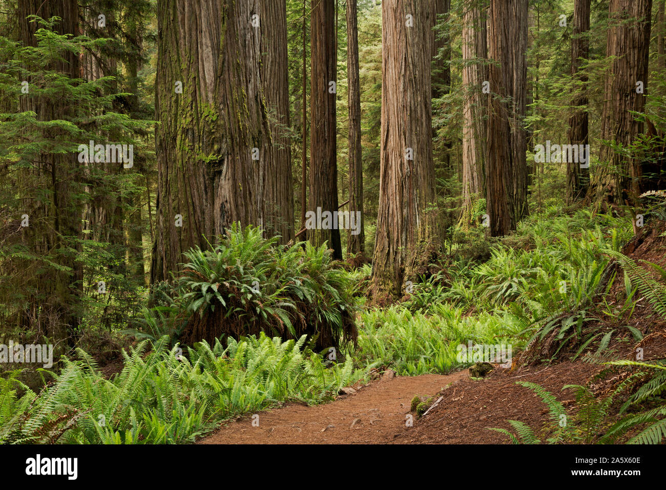 CA03755-00...CALIFORNIA - Tall trees growing along the Boy Scout Trail in Jedehiah Smith Redwoods State Park, part of the Redwoods National and State Stock Photo