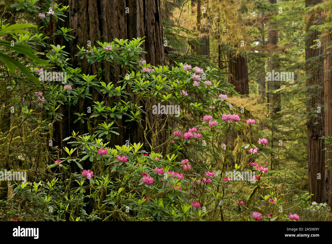 CA03760-00...CALIFORNIA - Rhododendron in bloom near a giant redwood tree located along the Boy Scout Tree Trail in Jedediah Smith Redwoods State Park Stock Photo