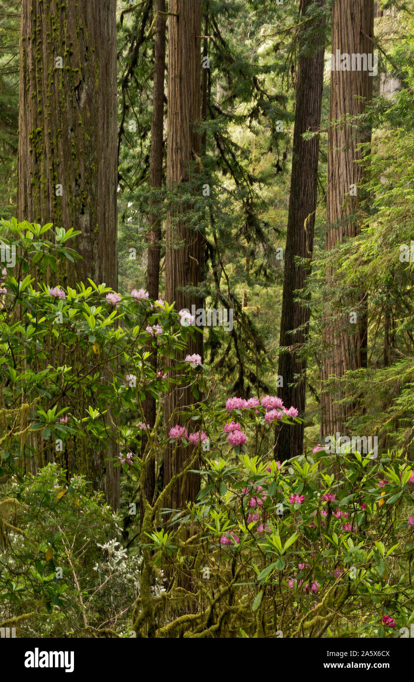 CA03762-00...CALIFORNIA - Rhododendron in bloom near a giant redwood tree located along the Boy Scout Tree Trail in Jedediah Smith Redwoods State Park Stock Photo