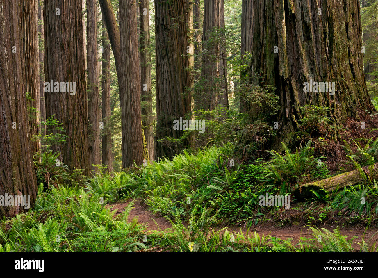 CA03766-00...CALIFORNIA - The Boy Scout Tree Trail winding through a redwood forest in Jedediah Smith Redwoods State Park; part of Redwoods National a Stock Photo