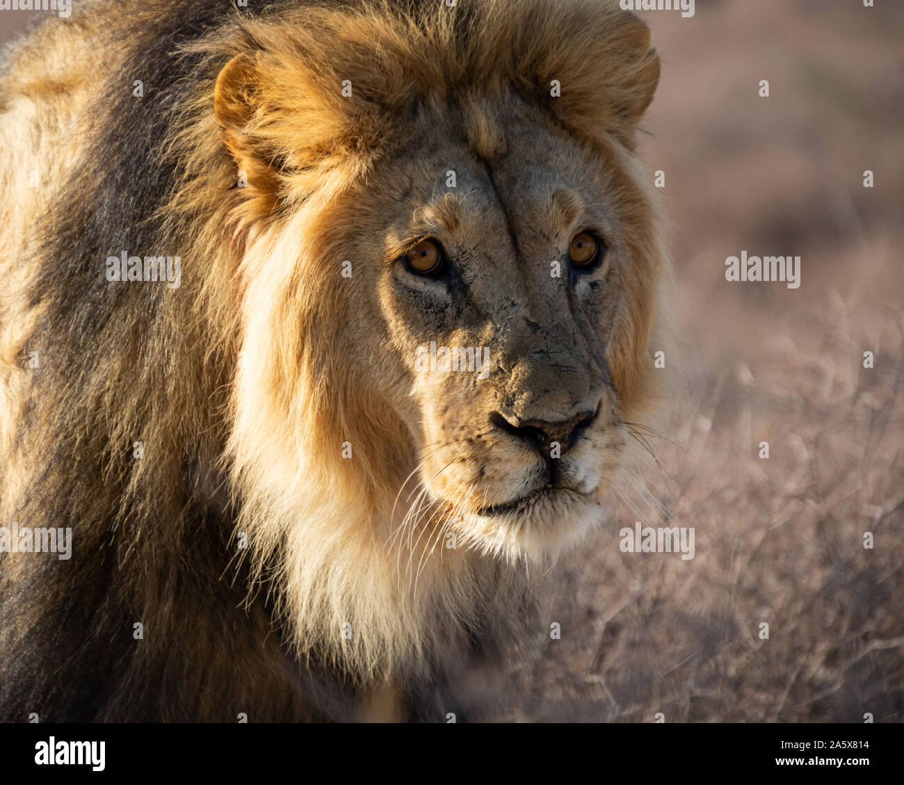 Black maned adult male lion hi-res stock photography and images - Alamy