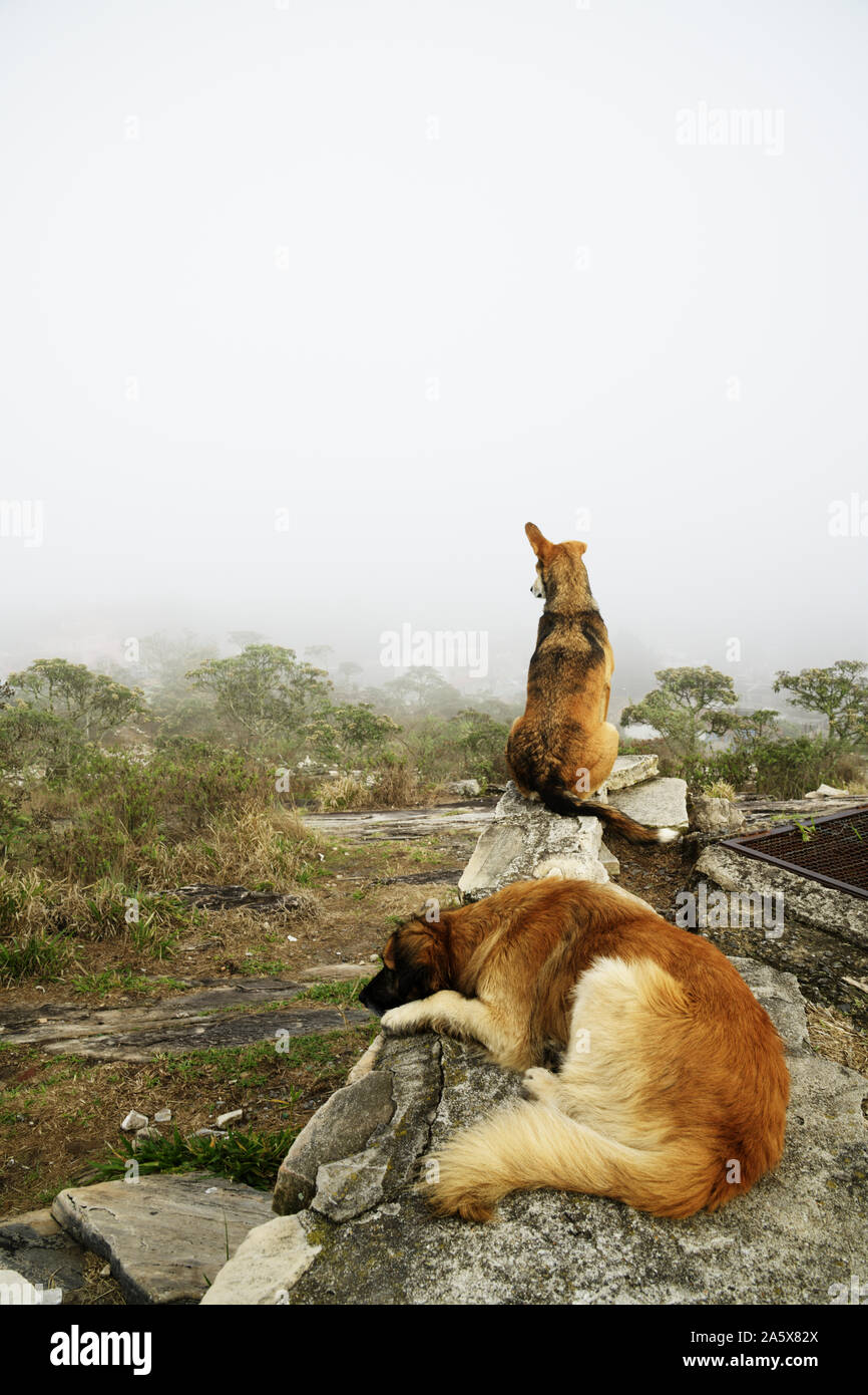 One dog sleeping and other looking at the fog in Brazil. Stock Photo