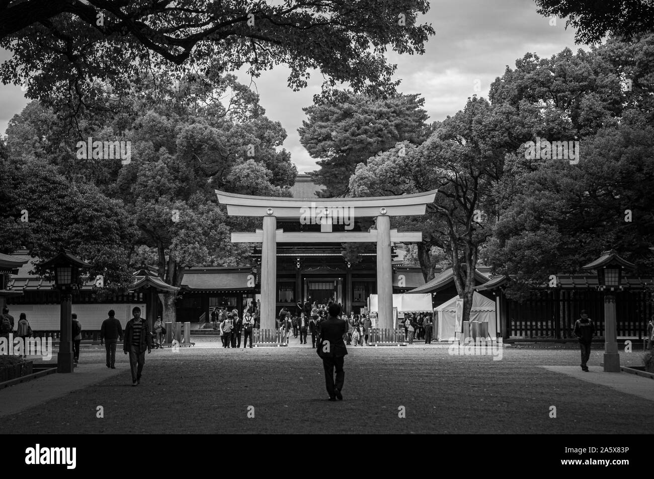 Meiji Jingu Shrine Historic Wooden Torii gate under big trees - Most important shrine and city green space of Japan capital city. Black and white imag Stock Photo