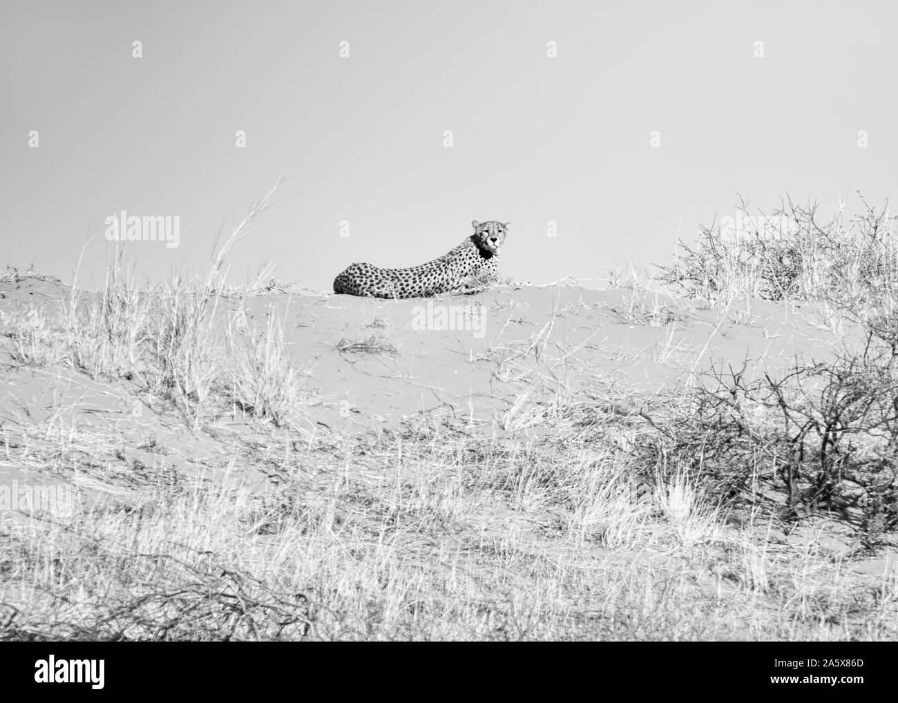A Cheetah up on a ridge in Southern African savannah Stock Photo - Alamy
