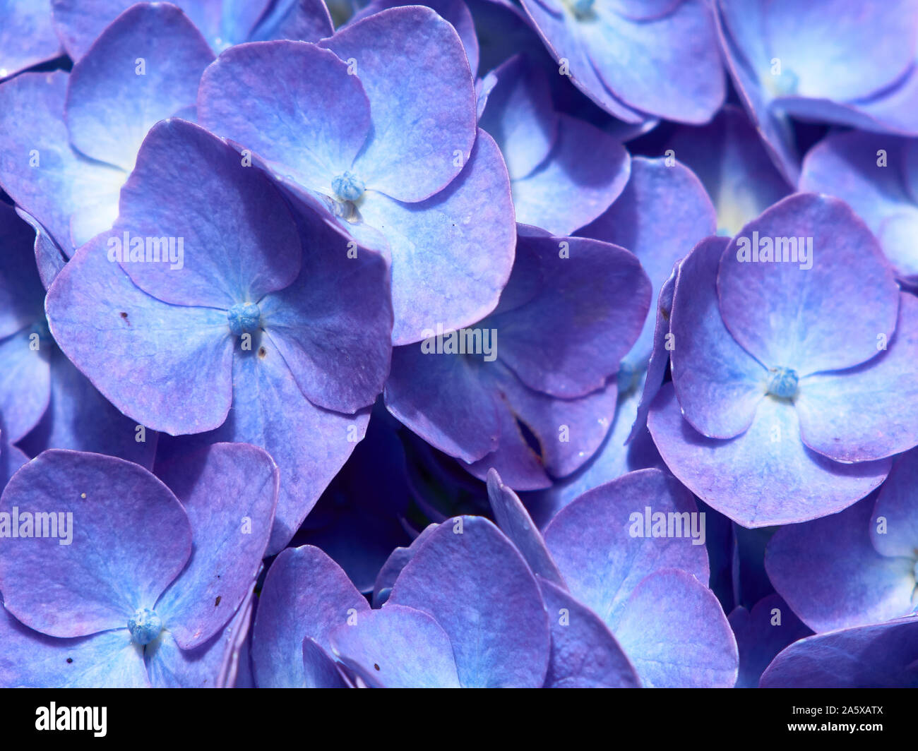 Closeup flower plants roses and hyacinth Stock Photo Alamy