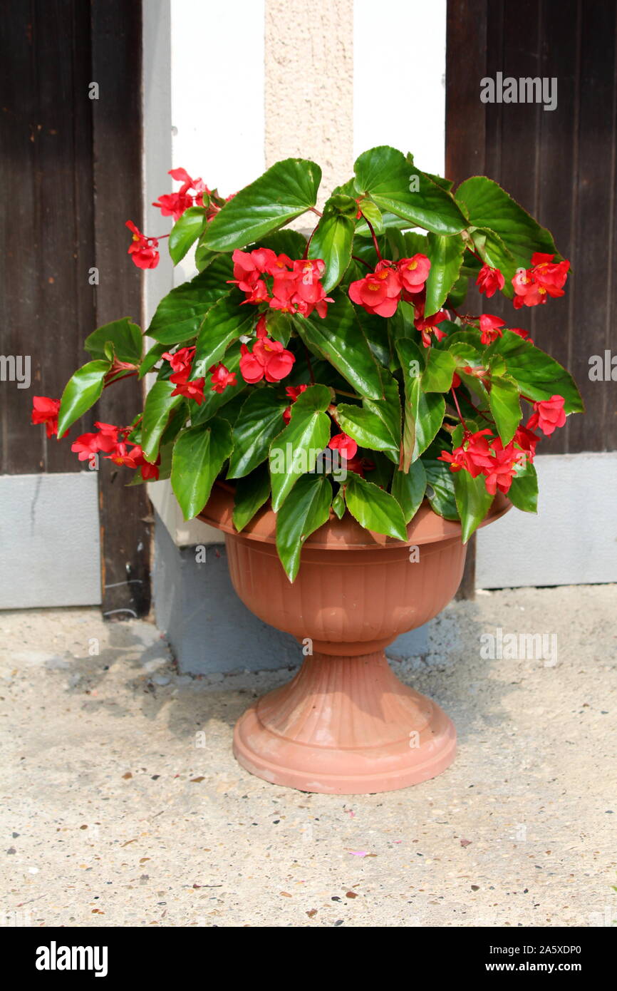 Begonia Dragon wing red plant with cascades of dangling clusters of scarlet red flowers surrounded with lush shiny dark green leaves planted in light Stock Photo