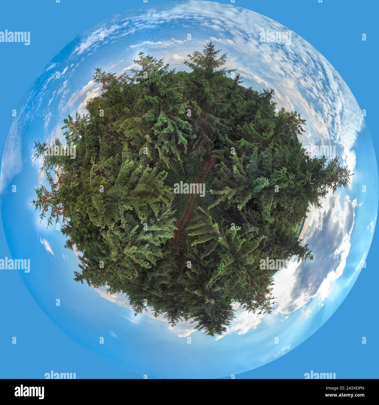 Tiny planet 360 in the forrest large size Stock Photo