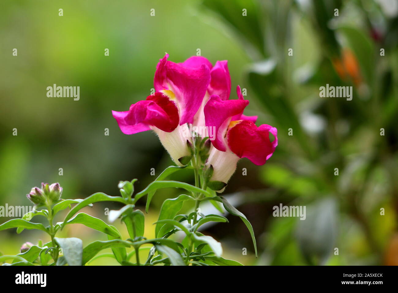 Common snapdragon or Antirrhinum majus herbaceous perennial plant with small fully open blooming dark pink and white flowers surrounded with green Stock Photo