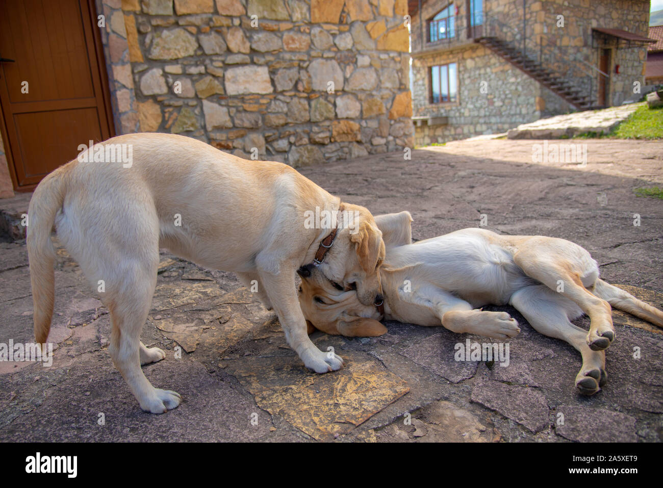 Two Labrador dogs play at home, bite, growl, attack each other Stock