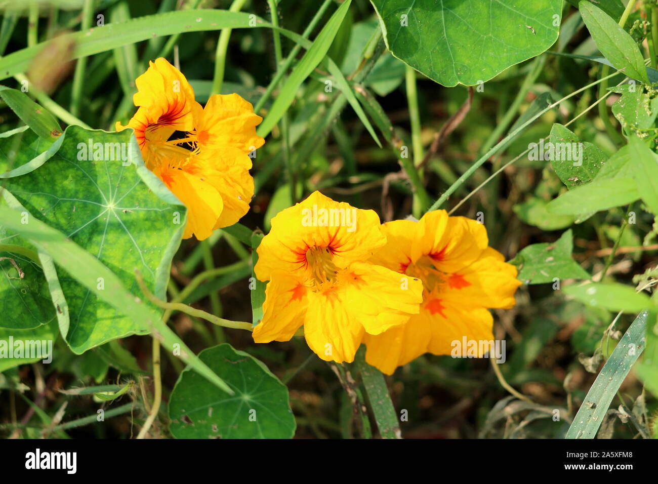 Garden nasturtium or Tropaeolum majus or Indian cress or Monks cress