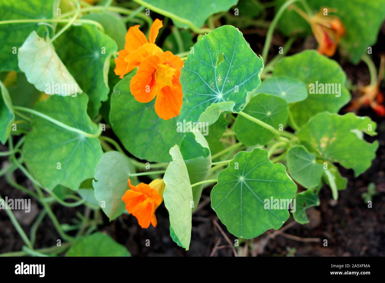 Garden nasturtium or Tropaeolum majus or Indian cress or Monks cress