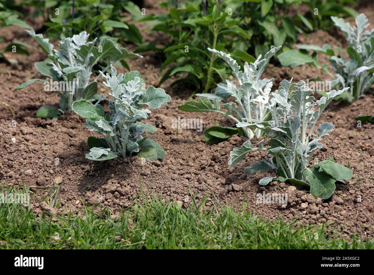 Multiple Senecio Cineraria Silver Dust Or Silver Ragwort Half Hardy Herbaceous Annual Foliage Shrub Plants With Slightly Lobed Leaves Covered Stock Photo Alamy