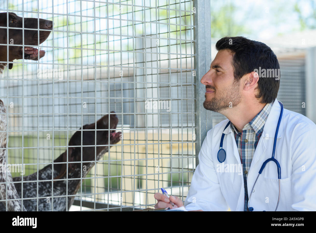 vet checking dog in pen Stock Photo - Alamy