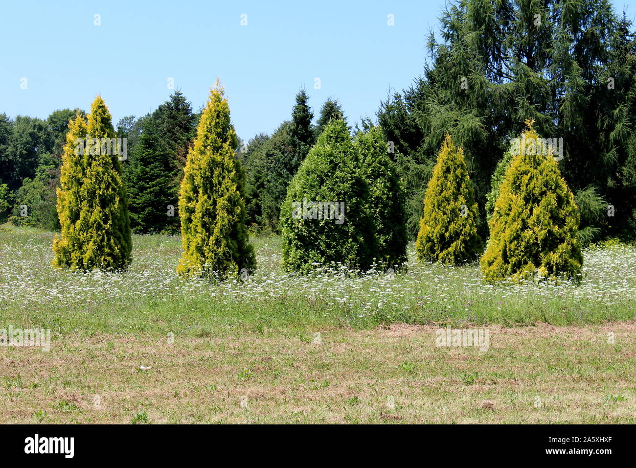 Uncut Leaves High Resolution Stock Photography and Images - Alamy