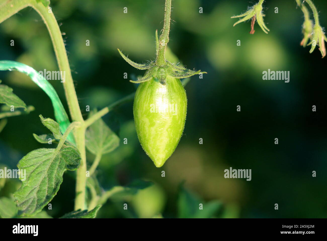 Narrow elongated single green tomato surrounded with leaves in local urban garden on warm sunny summer day Stock Photo