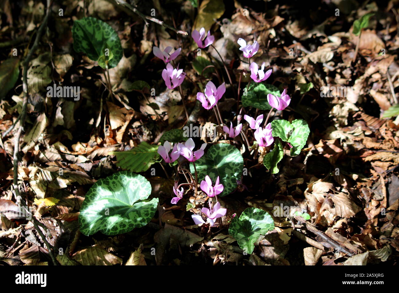 Purple cyclamen or Cyclamen purpurascens or Alpine cyclamen or European cyclamen tuberous perennial plant with variegated leaves and pink flowers Stock Photo